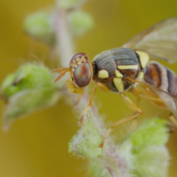 fly food dispenser
